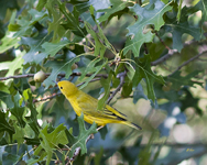 Yellow Warbler